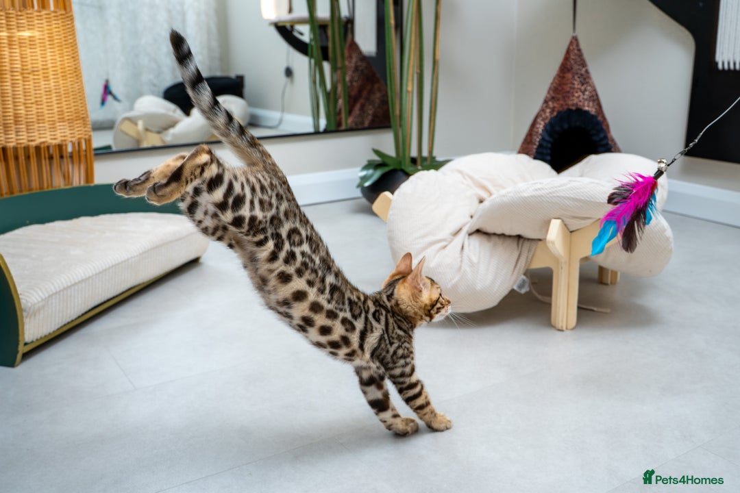 Bengal cats for sale: Top quality Bengal Girl- TICA reg.- AVAILABLE NOW - Advert 21