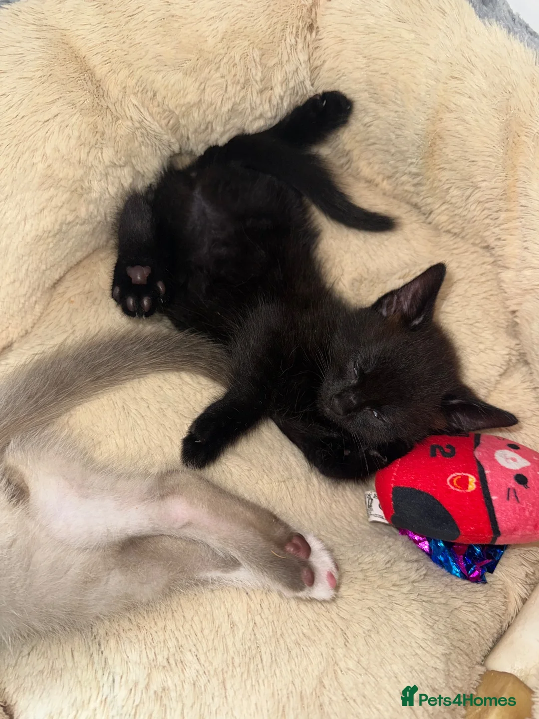 Mixed Breed cats for sale: 4 ragdoll/bombay kittens - Advert 2