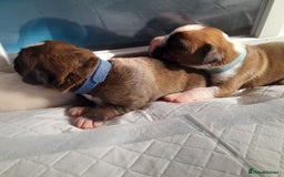 Boxer dogs for sale: Beautiful/Stunning Pedigree Boxer Puppies  - Image 18