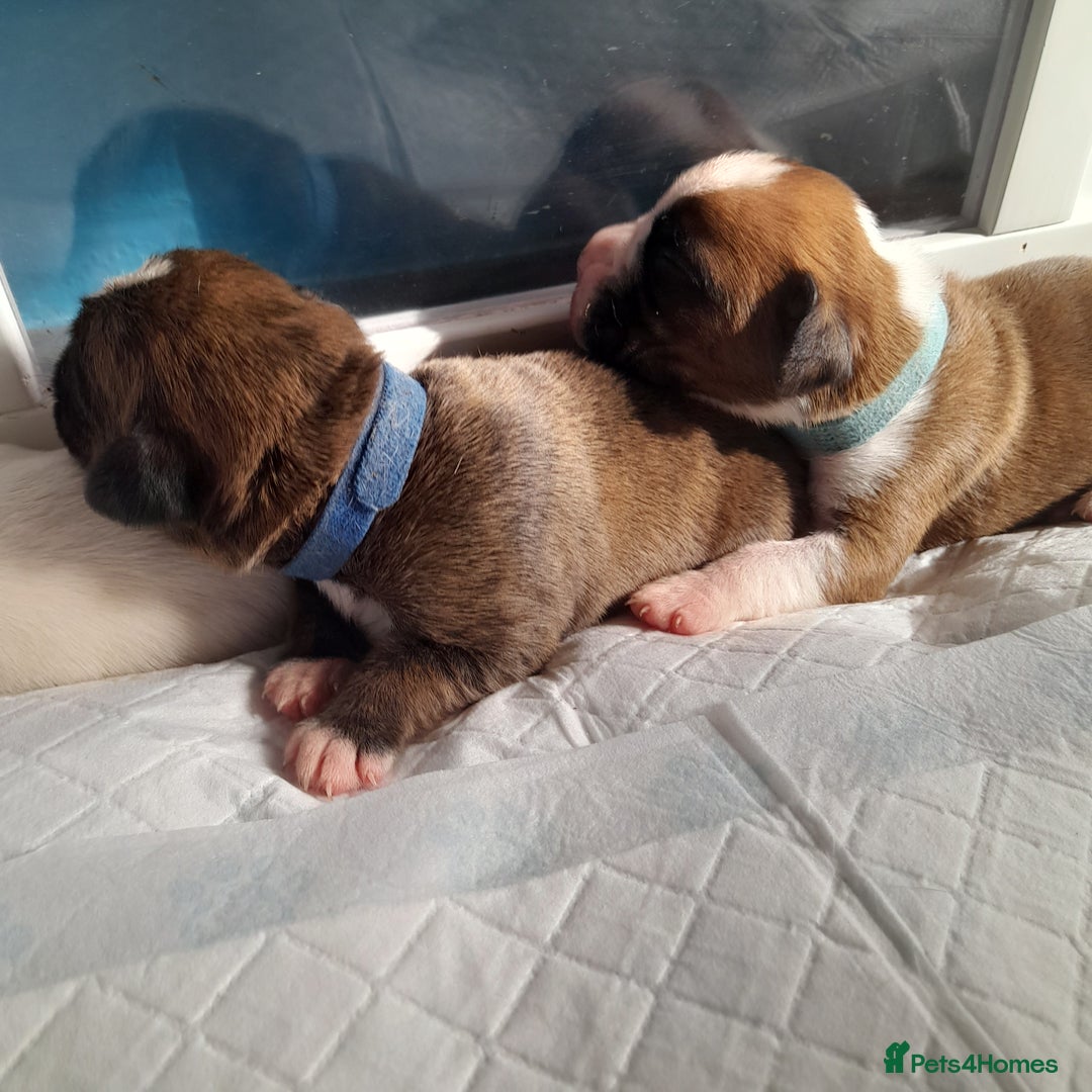 Boxer dogs for sale: Beautiful/Stunning Pedigree Boxer Puppies  - Image 18