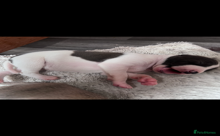 Whippet dogs - Advert 1