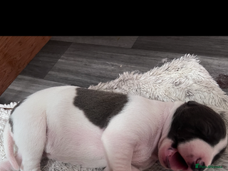 Whippet dogs - Advert 1