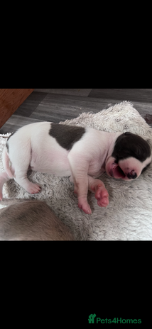 Whippet dogs - Advert 1