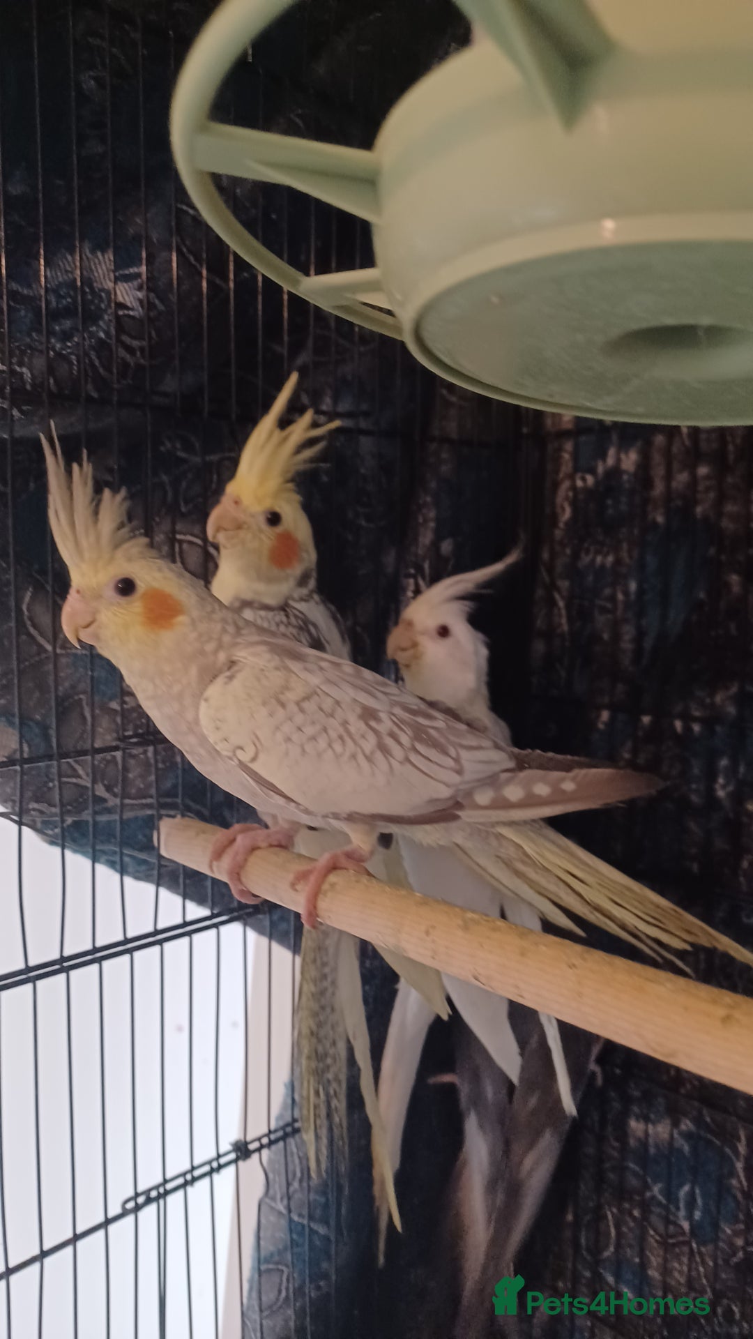 Cockatiels birds for sale: Breeding cockatiels with babies - Advert 1