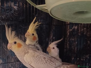 Cockatiels birds Breeding cockatiels with babies - Advert 1