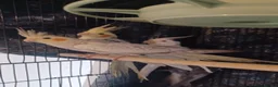 Cockatiels birds for sale: Breeding cockatiels with babies - Advert 2
