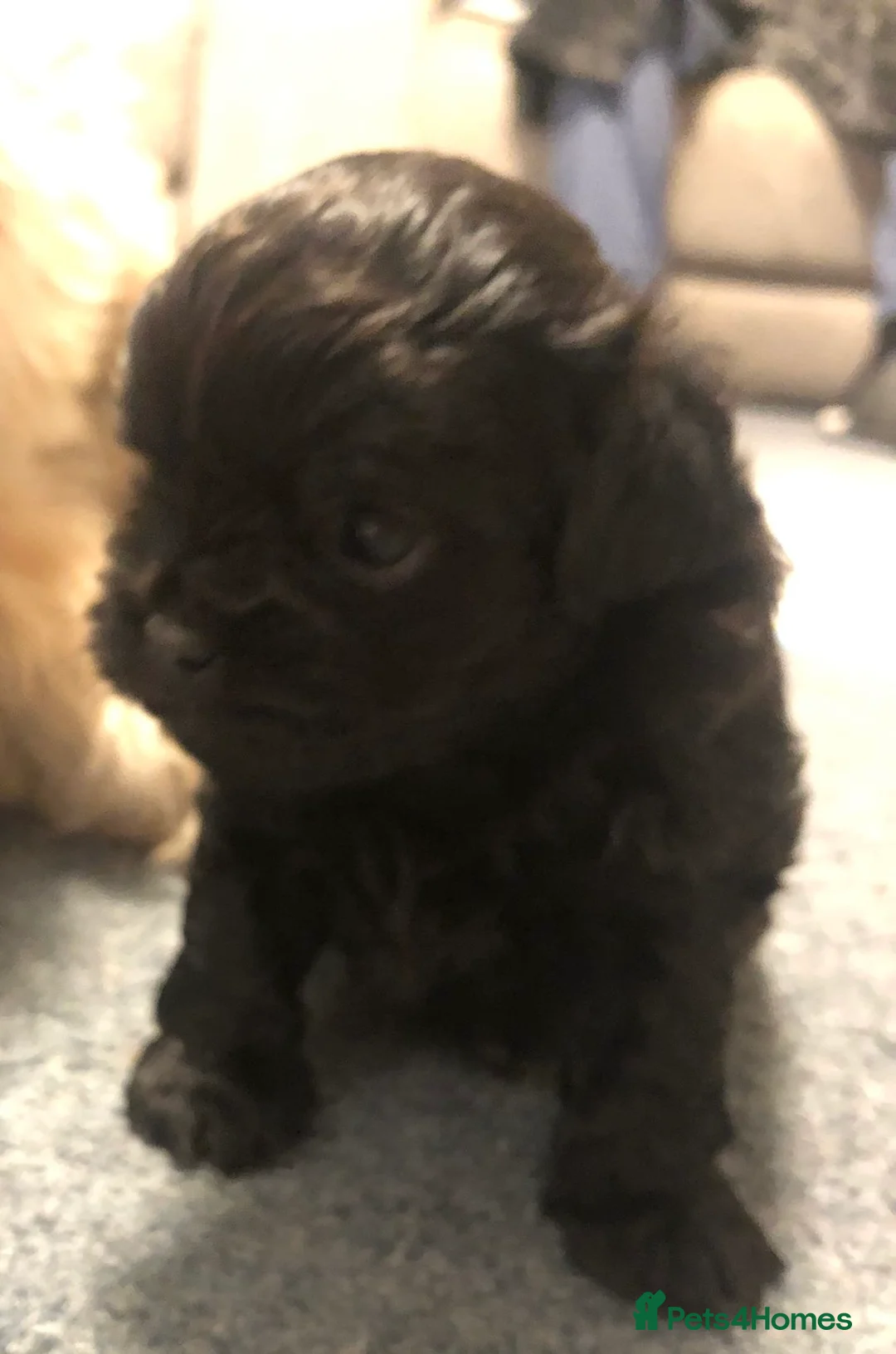 Shihpoo dogs for sale: Shihpoo puppies - Advert 4