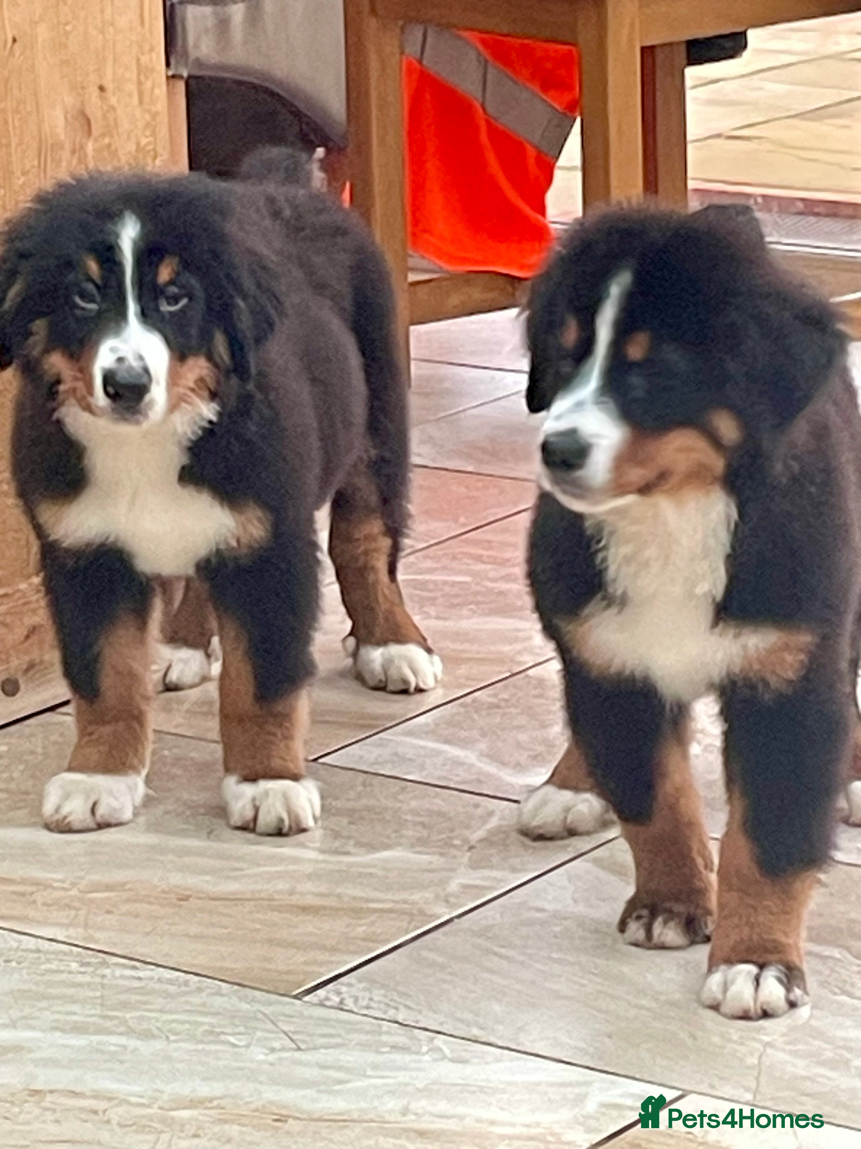 Bernese Mountain Dog dogs Boys and girls ready  - Advert 1