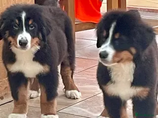 Bernese Mountain Dog dogs Boys and girls ready - Advert 1