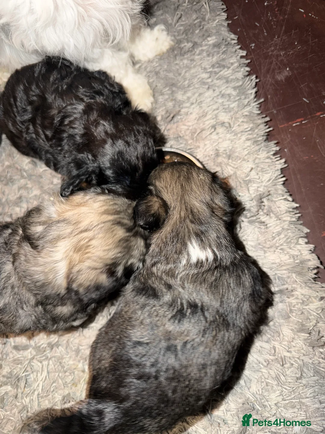 Mixed Breed dogs for sale: Chinese Crested X Shih Tzu - Advert 1