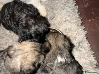 Mixed Breed dogs Chinese Crested X Shih Tzu - Advert 3