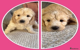 Mini Goldendoodle dogs for sale: Ready 19/9 Family Raised F1 Mini Goldendoodles 💖  - Image 17