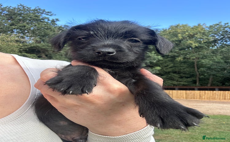 Patterdale Terrier dogs - Advert 20