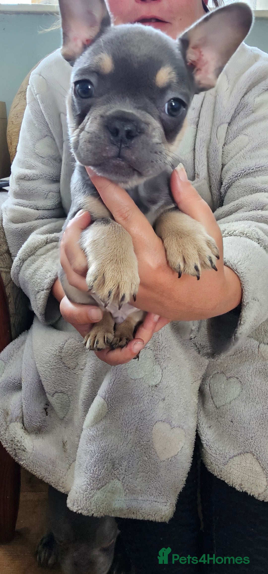 French Bulldog dogs for sale: 4 KC REG FRENCH BULLDOGS  - Image 9