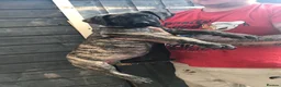Presa Canario dogs for sale: Working presa canario pups: female - Advert 4