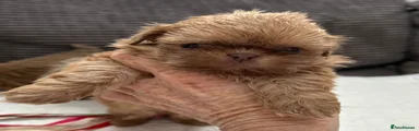 Shih Tzu 1