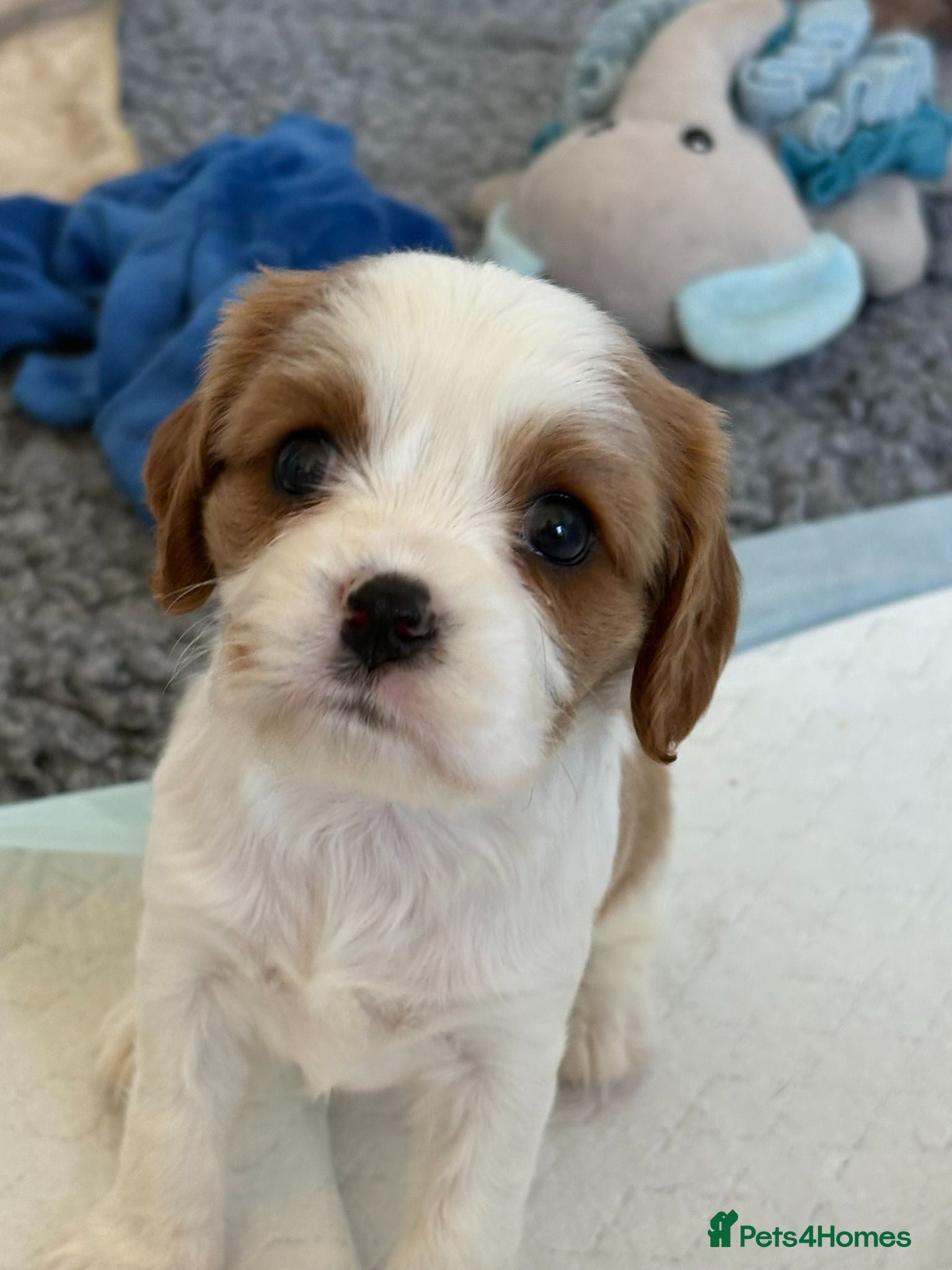 Cavalier King Charles Spaniel dogs DNA Tested Cavalier King Charles Spaniels Puppies - Advert 2
