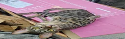 Savannah cats for sale: 2 female savannahs  - Advert 2
