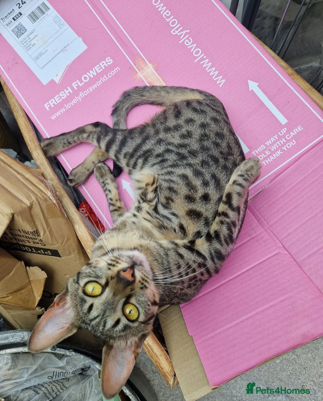 Savannah cats for sale: 2 female savannahs  - Advert 2