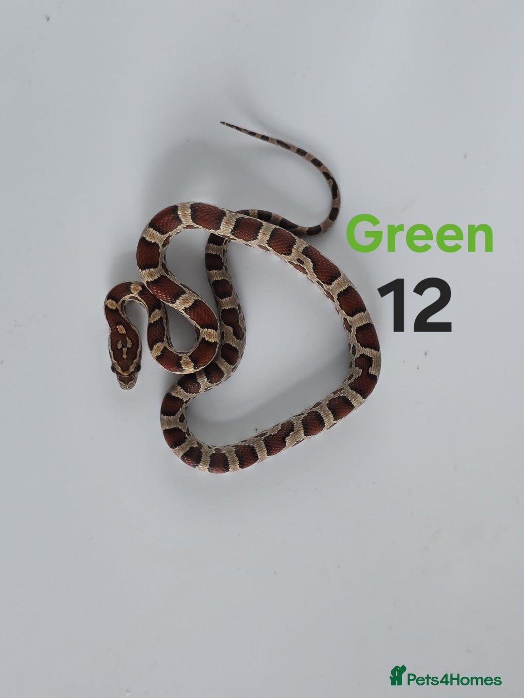 Corn Snake reptiles for sale: Baby Cornsnakes  - Advert 16