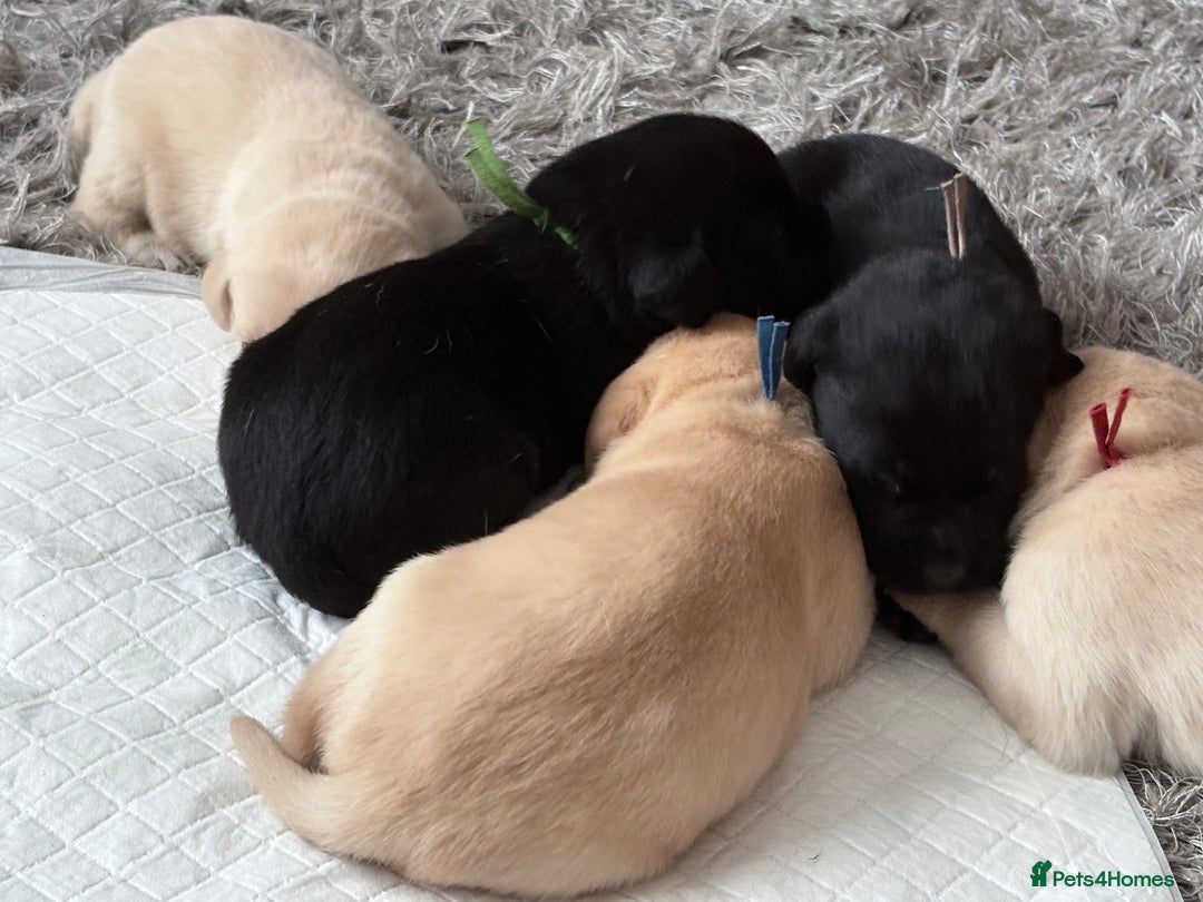 Labrador Retriever dogs for sale: Labrador pups - Image 14