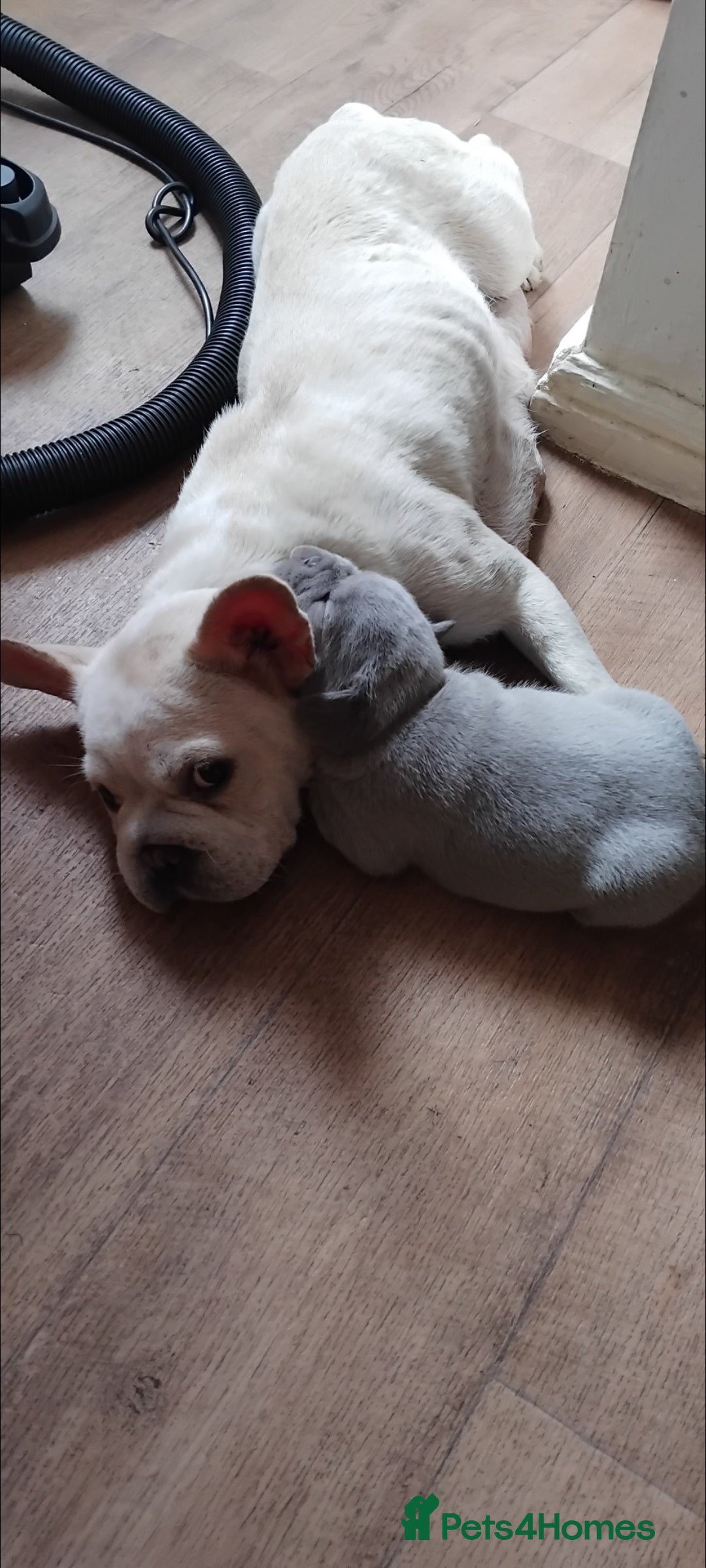 French Bulldog dogs for sale: X4 frenchbulldogs/fluffy carriers - Image 12