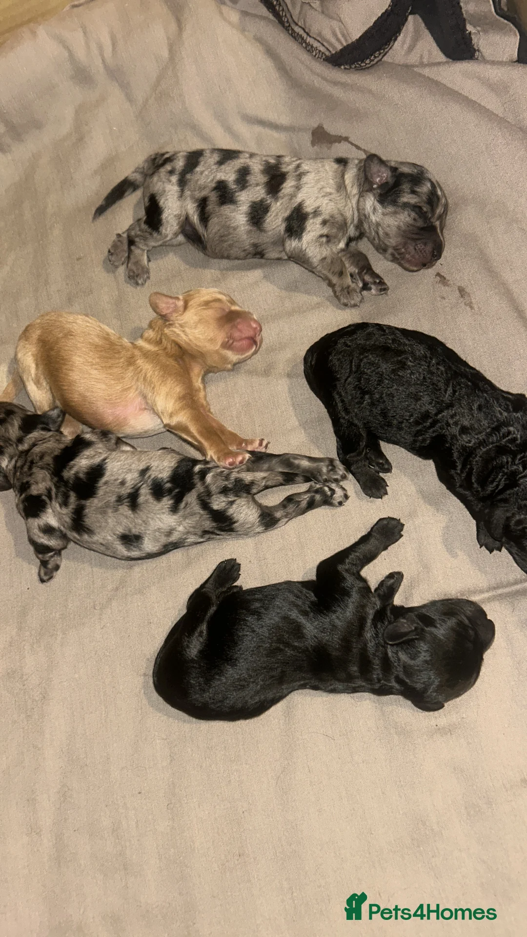 Cavapoo dogs for sale: Cavapoo x miniature golden doodle puppies - Advert 19