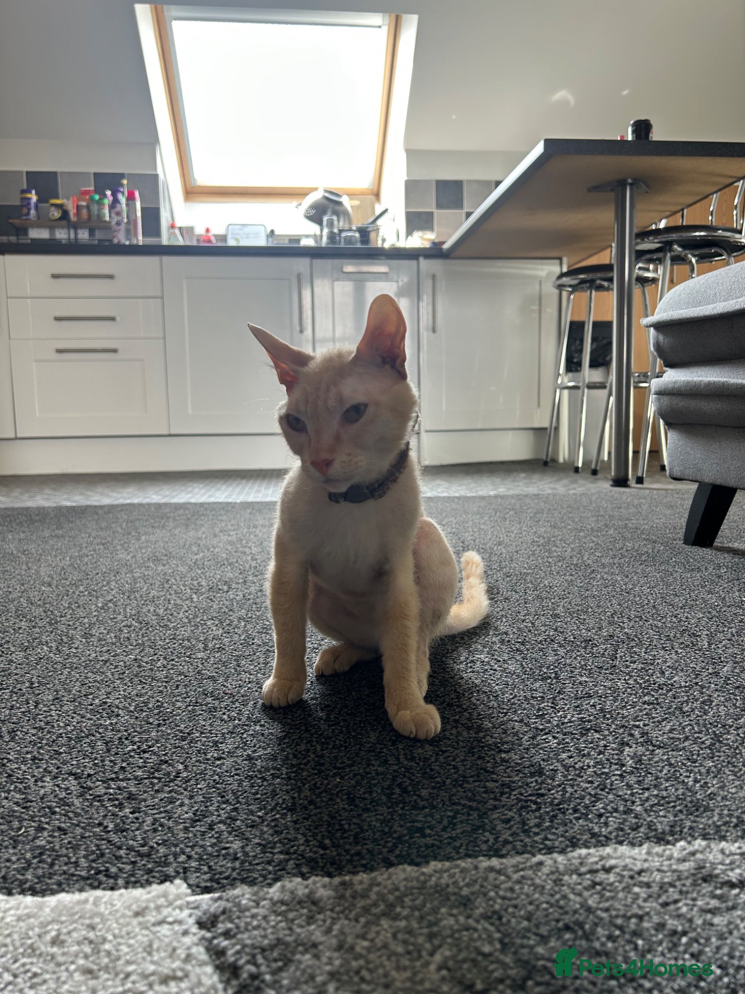 Sphynx cats SPHYNX FAMAIL 1 YEAR - Advert 5