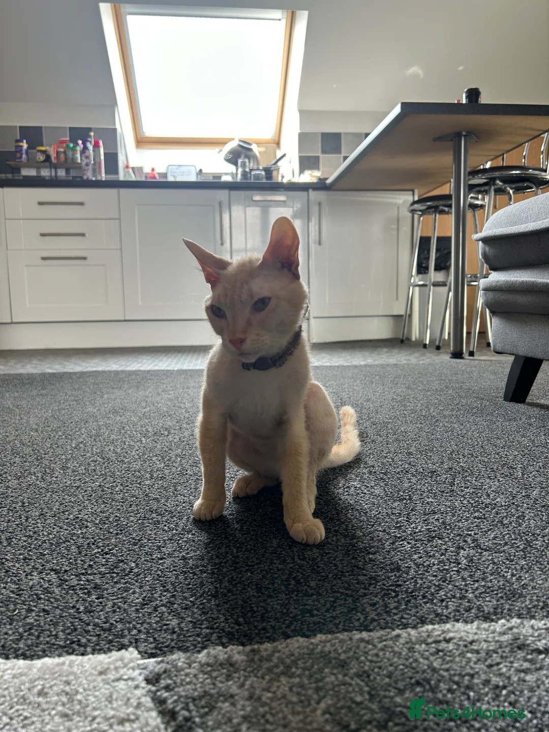 Sphynx cats for sale: SPHYNX FAMAIL 1 YEAR in Barnsley - Advert 1