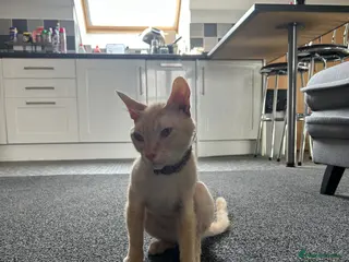 Sphynx cats SPHYNX FAMAIL 1 YEAR - Advert 5