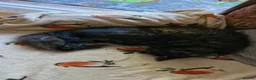 Mixed Breed cats for sale: Dutchess - Advert 8