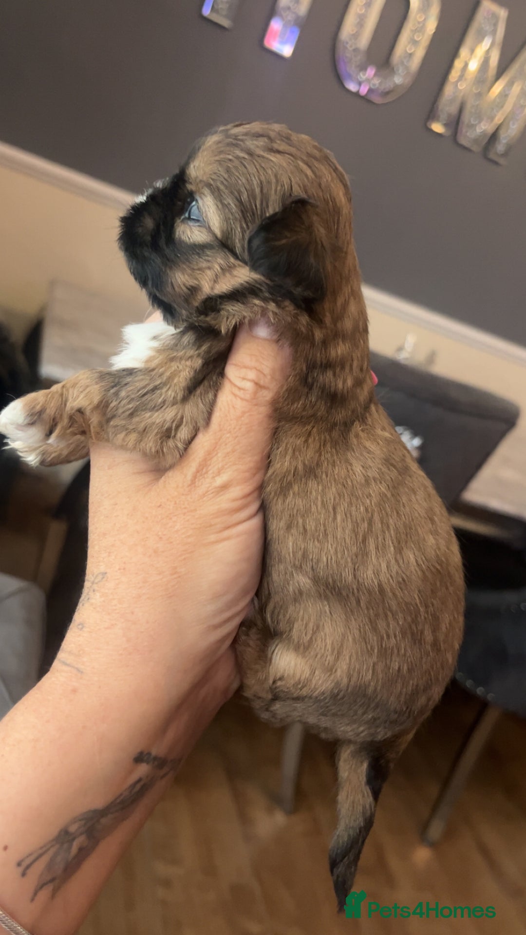 Shih Tzu dogs for sale: Cream and chocolate imperial shih tzu pups - Image 12