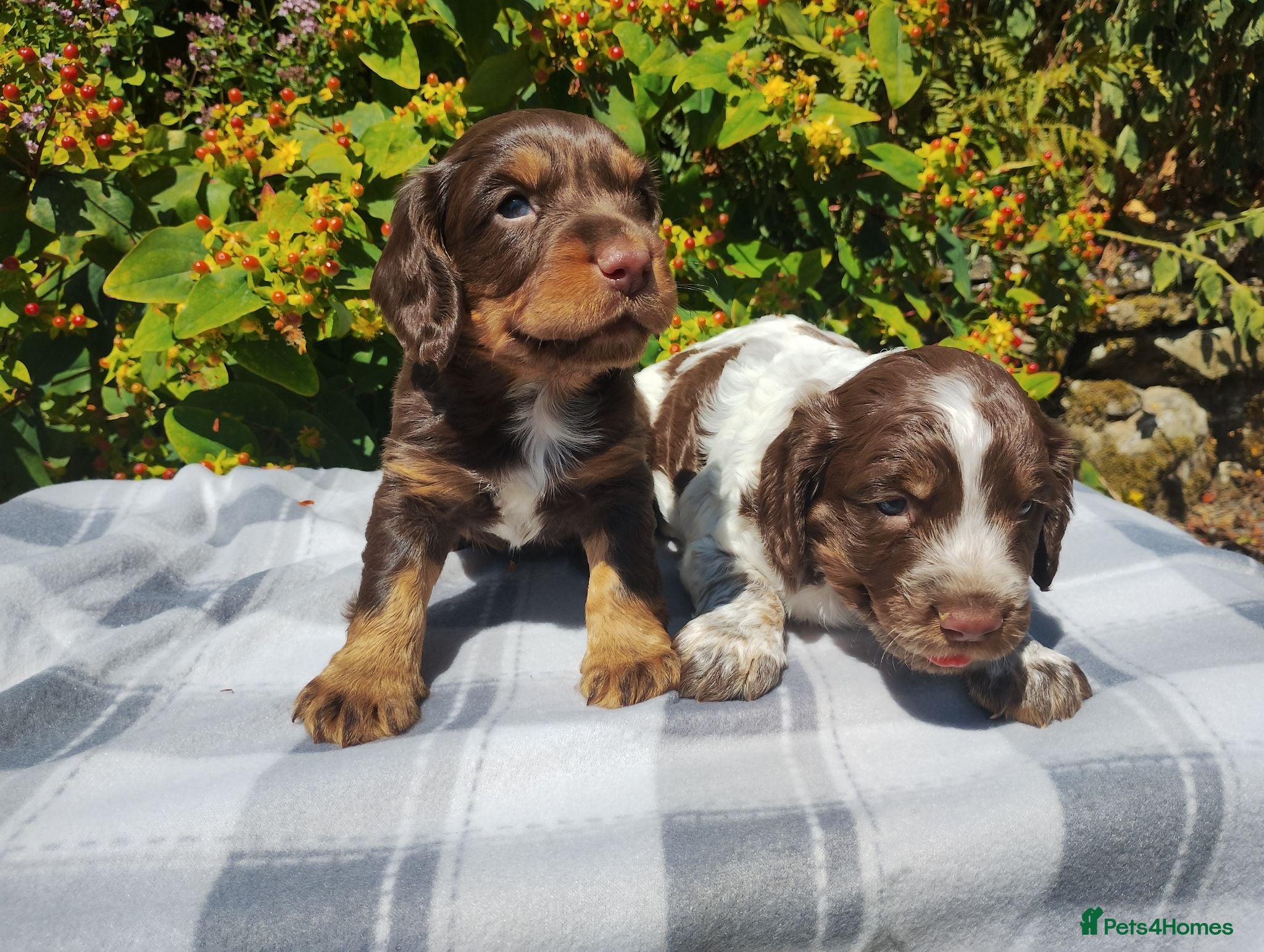 Cocker Spaniel dogs Cocker Spaniel Puppies  - Advert 1