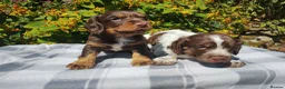 Cocker Spaniel dogs for sale: Cocker Spaniel Puppies  - Advert 1