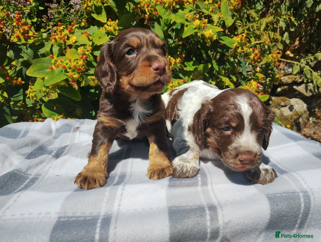 Cocker Spaniel dogs for sale: Cocker Spaniel Puppies  - Advert 1