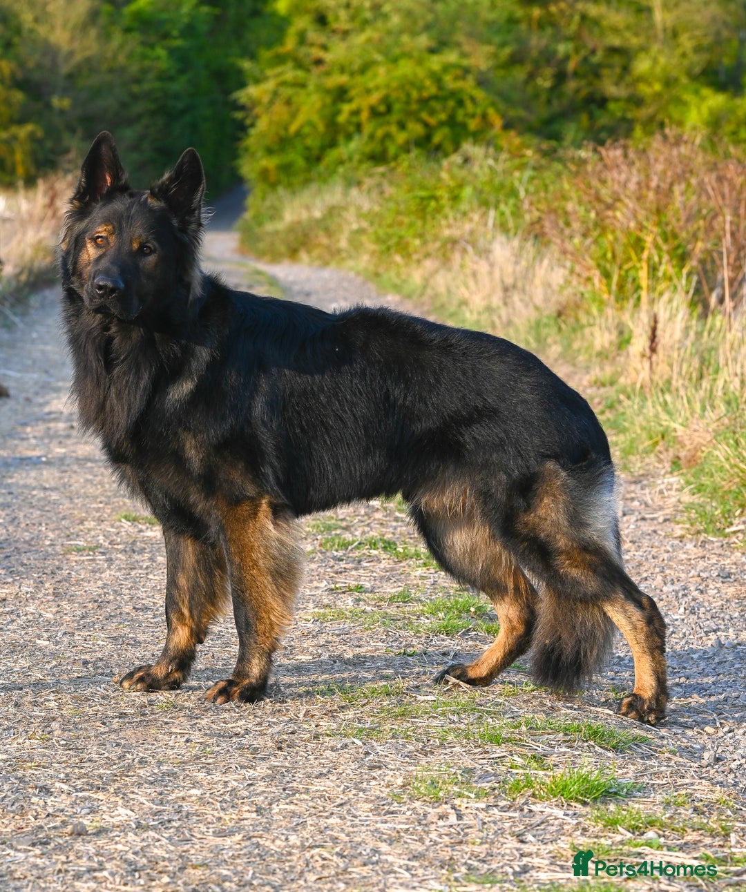 German Shepherd dogs for sale: 🧬Working Line German Shepherds, Full HealthTested - Image 7