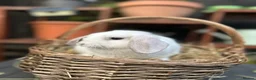 Mini Lop rabbits for sale: Mini lop baby rabbit - Advert 5