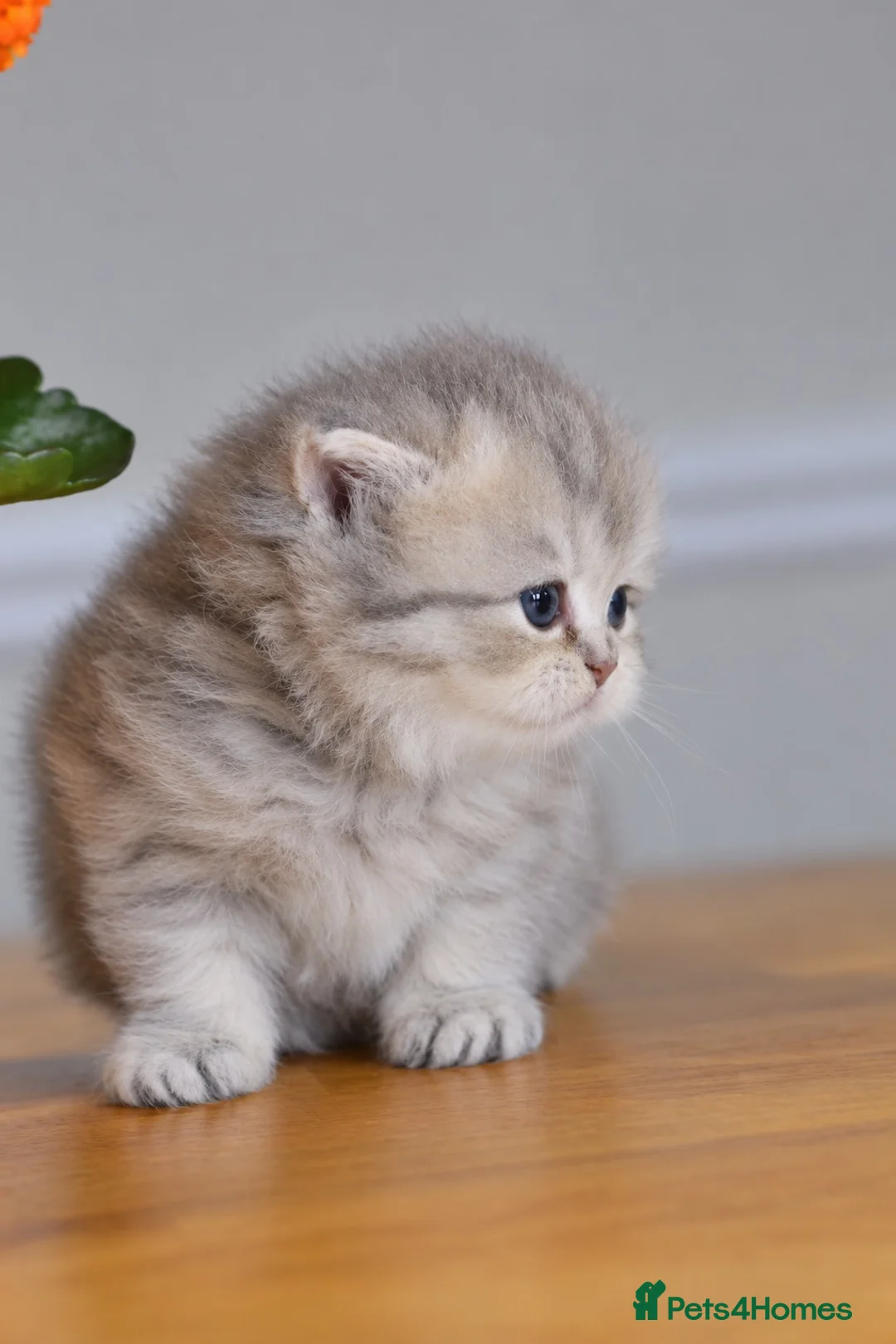 British Shorthair cats for sale: TICA/GCCF British Short//Long Hair Kittens  - Advert 29