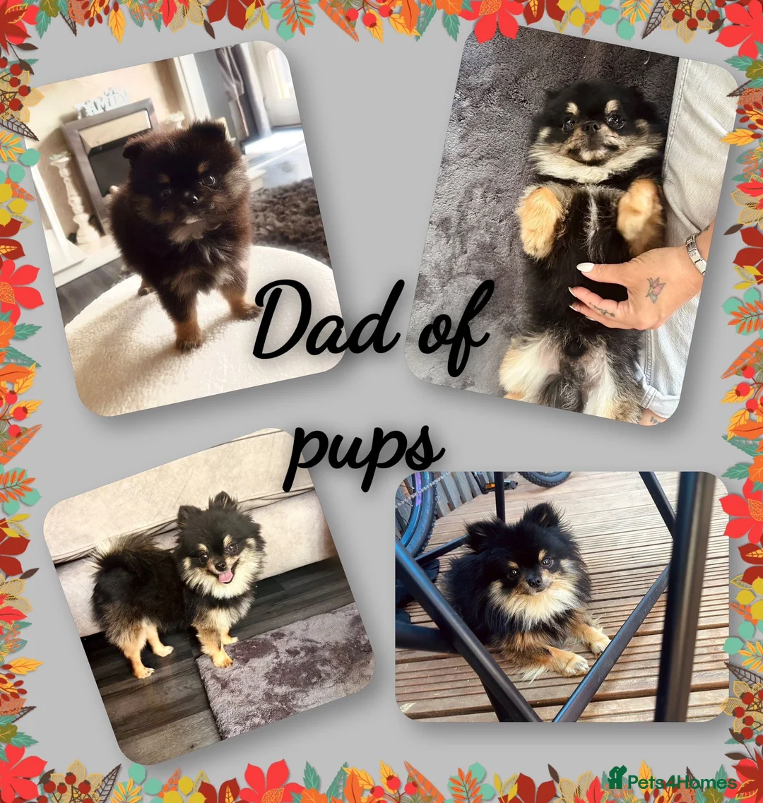 Mixed Breed dogs for sale: Dachshund X Pomeranian puppies  - Advert 27