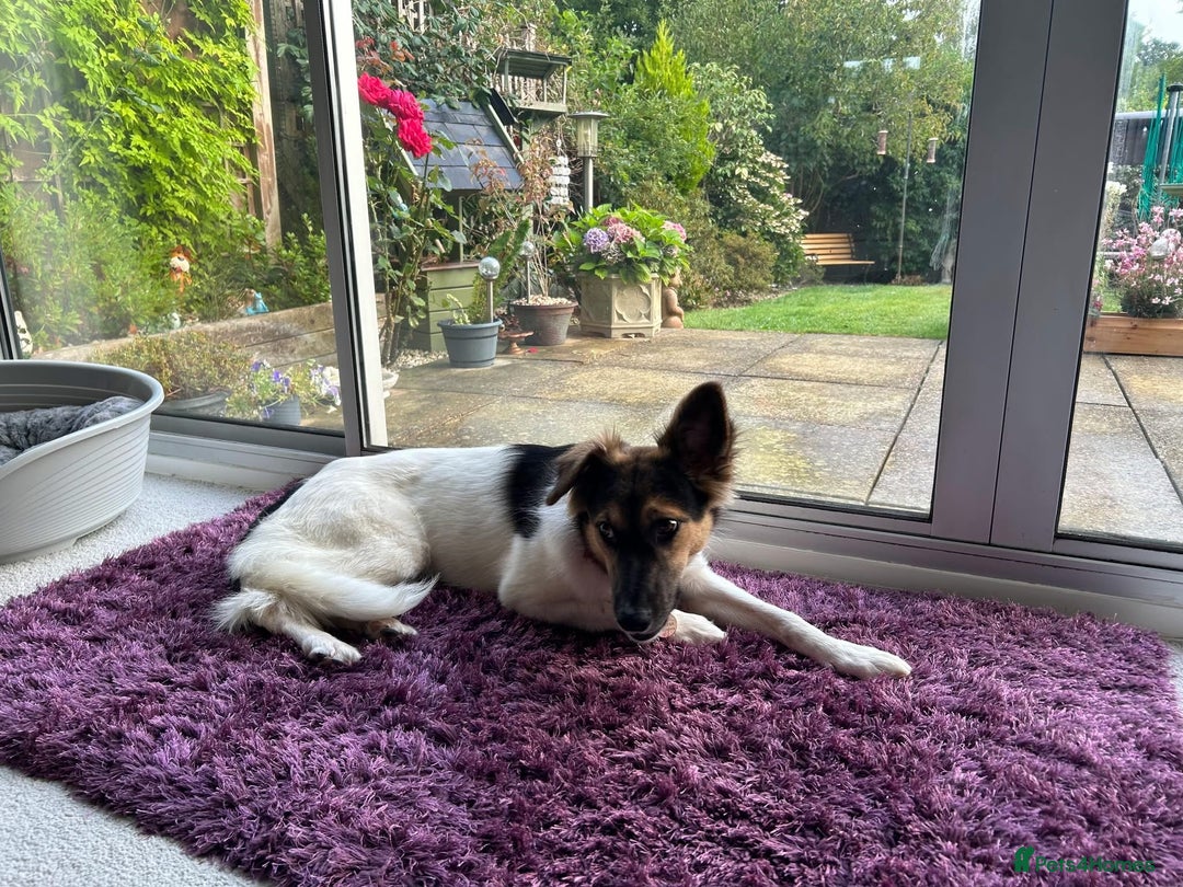 Border Collie dogs for adoption: Gwenny’s Story: One Hour From Death - Image 9