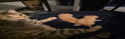 Mixed Breed cats for sale: Two friendly boys looking for a forever home in London - Advert 2