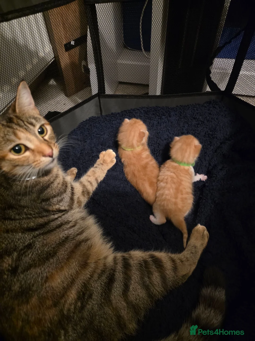 Mixed Breed cats for sale: Two friendly boys looking for a forever home in London - Advert 2
