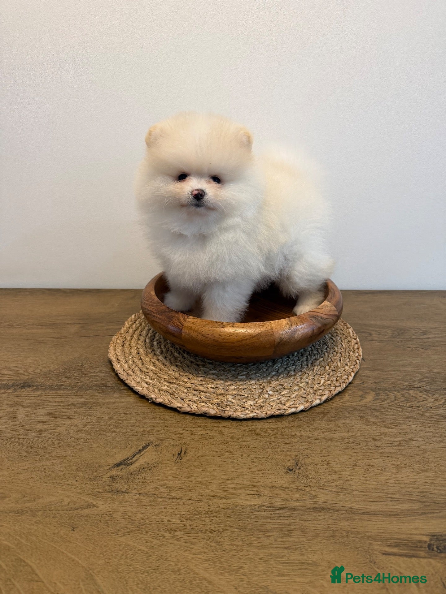 Pomeranian dogs Beautiful KC registered Pomeranian puppies - Advert 17