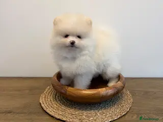 Pomeranian dogs Beautiful KC registered Pomeranian puppies - Advert 17
