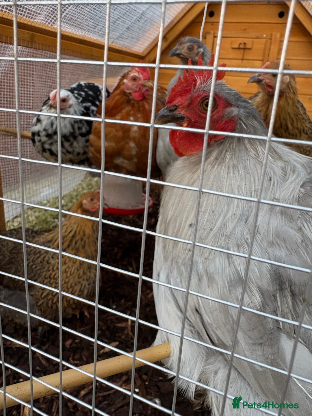 Chickens poultry for sale: Two Friendly Pekin Bantam Boys Looking for a home - Advert 3