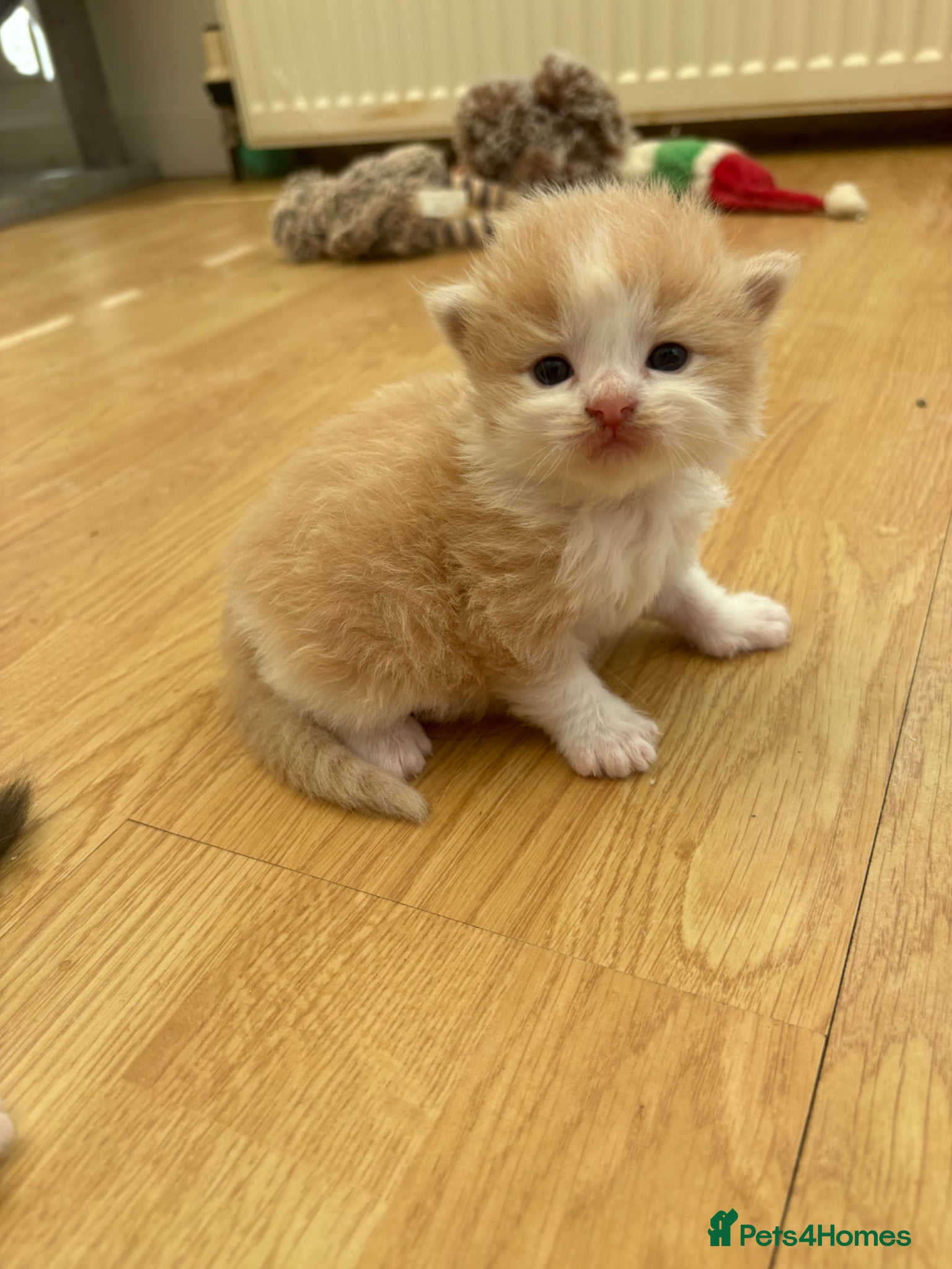 Mixed Breed Kitten 1