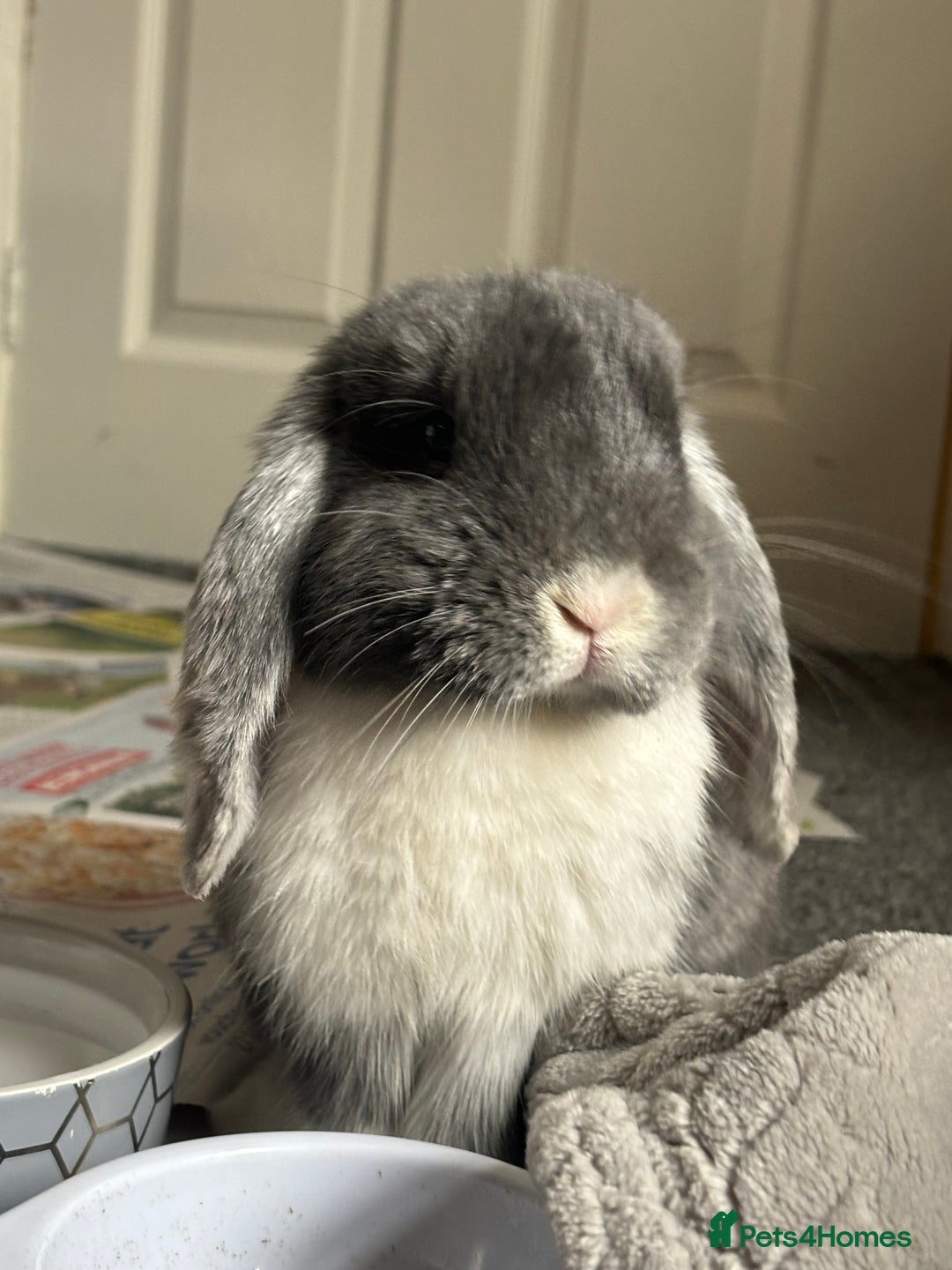 Mini Lop rabbits for sale: 1year old mini lop - Advert 1