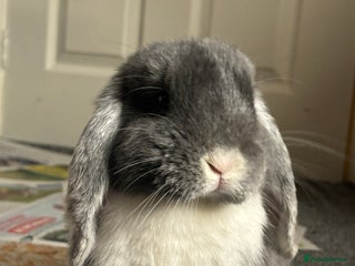 Mini Lop rabbits 1year old mini lop - Advert 1