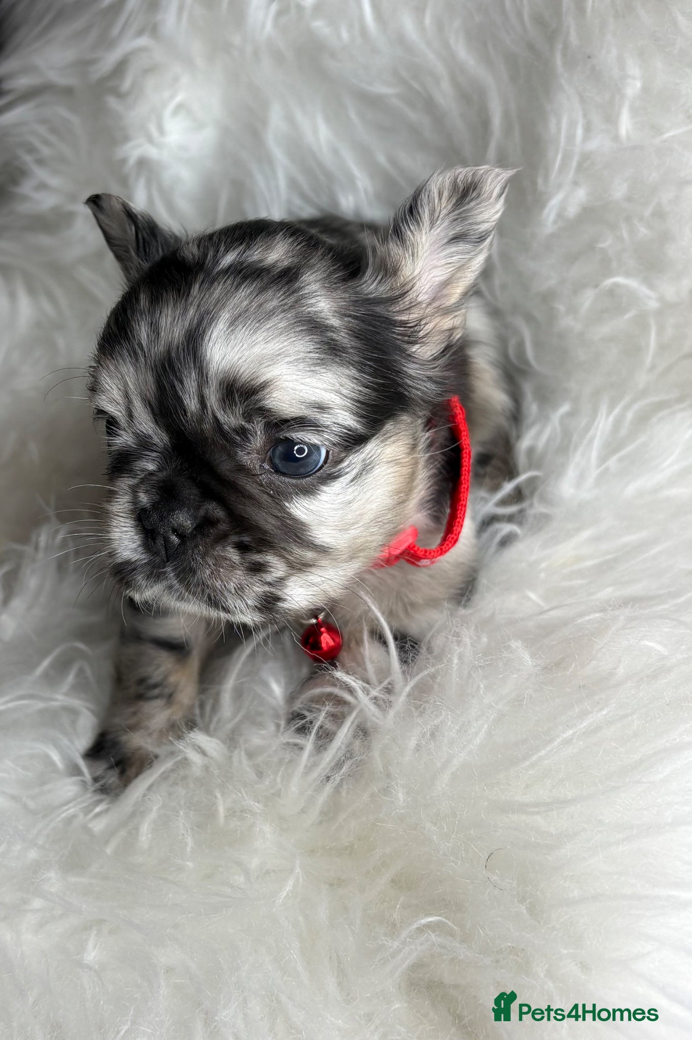 French Bulldog dogs Rare Fluffy French Bulldog Puppies  - Advert 14
