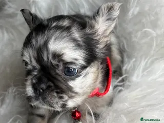 French Bulldog dogs Rare Fluffy French Bulldog Puppies - Advert 14